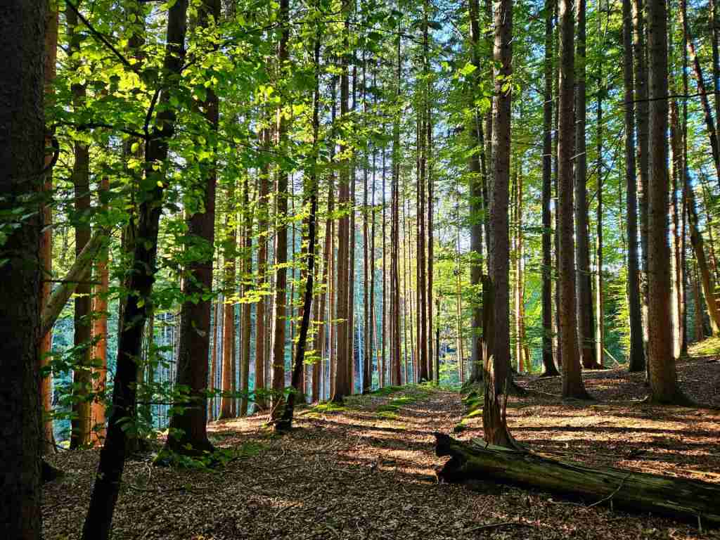 Wirtschaftswald im bayerischen Oberland