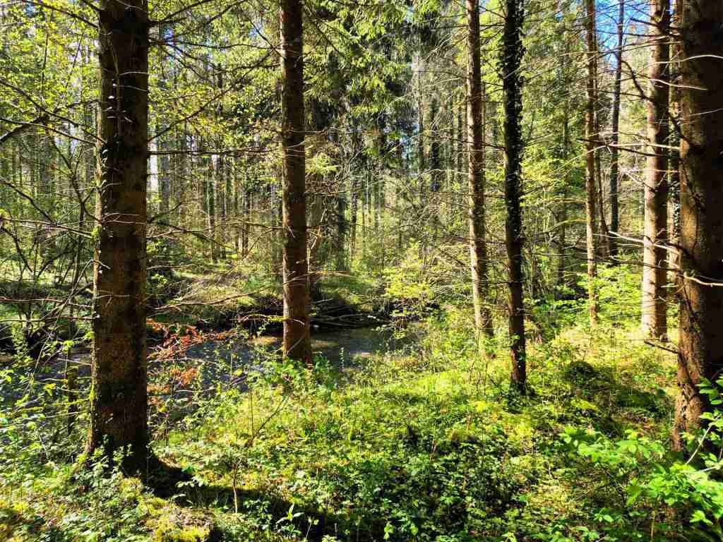 Waldfläche im Tal der Wolfegger Ach