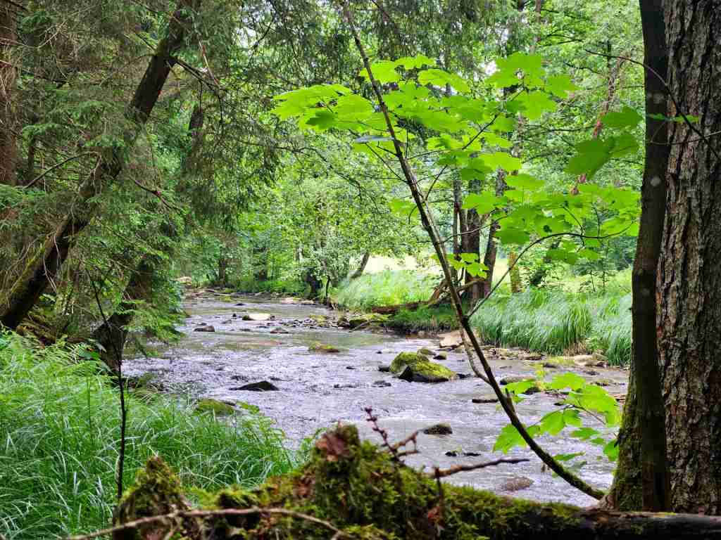Wald am Fluss im Bayerischen Wald