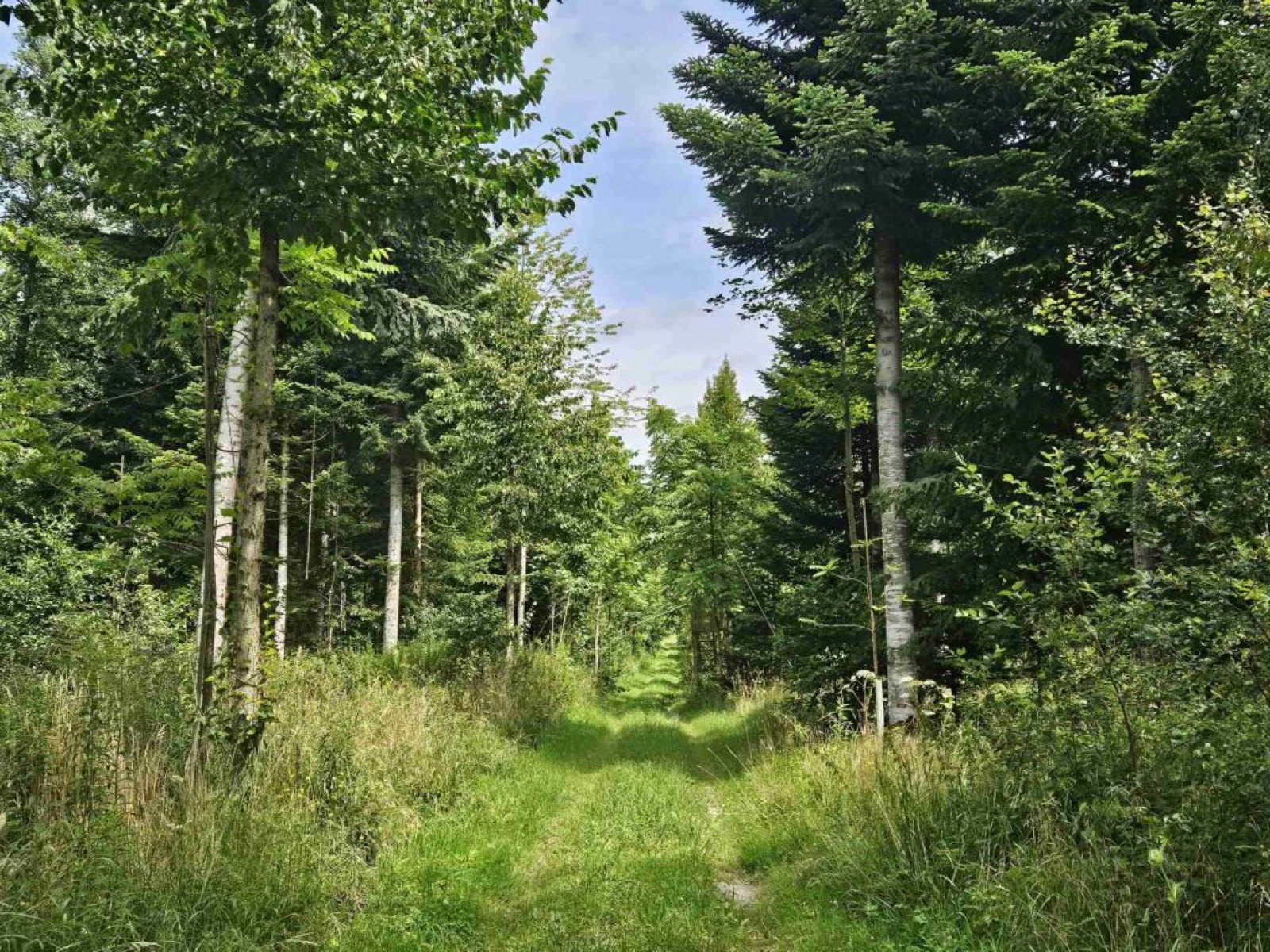 Forstbetrieb in Oberschwaben